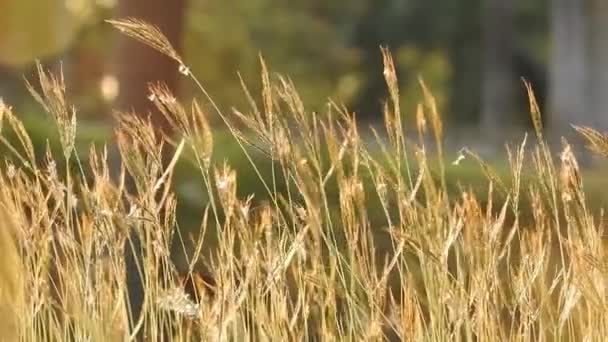 公園の日没時に太陽の光の反射を持つ金と茶色の草 ロマンチックなシーンのためのシネマティックモーションビデオ 夕日と美しい風景黄金の草ブラウンマクロとクローズアップキュペロスRotundasも緑と観賞用の草として知られています — ストック動画