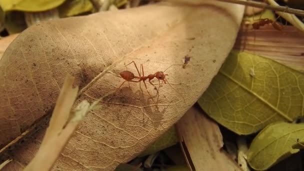 枯叶上的野红蚂蚁 在森林里活动的树枝上的特写 红蚂蚁在干枯的叶子上行走 大黑蚂蚁推挤过来 试图割开干枯的大沙漠叶子 蚂蚁队的概念 树梢树窝上的红蚂蚁 — 图库视频影像