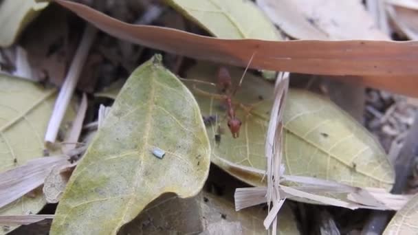 Hormigas Rojas Silvestres Hojas Secas Palos Moviéndose Naturaleza Del Bosque — Vídeos de Stock