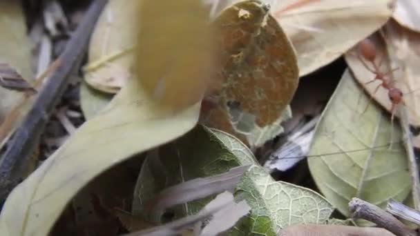 Hormigas Rojas Silvestres Hojas Secas Palos Moviéndose Naturaleza Del Bosque — Vídeo de stock