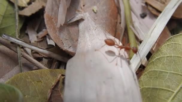 Dzikie Czerwone Mrówki Suchym Liściu Patykach Poruszających Się Leśnej Przyrodzie — Wideo stockowe