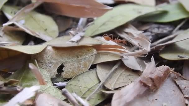 Hormigas Rojas Silvestres Hojas Secas Palos Moviéndose Naturaleza Del Bosque — Vídeo de stock