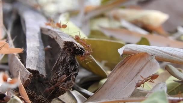 Vahşi Kırmızı Karıncalar Kuru Yaprağın Üzerinde Ormanda Hareket Ediyorlar Kırmızı — Stok video