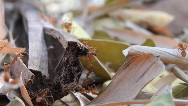 야생붉은 개미들은건 클로즈업하는 속에서 돌아다니고 있습니다 잎사귀 커다란 개미가 커다란 — 비디오