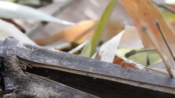 Wilde Rote Ameisen Auf Trockenen Blättern Auf Stöcken Die Sich — Stockvideo