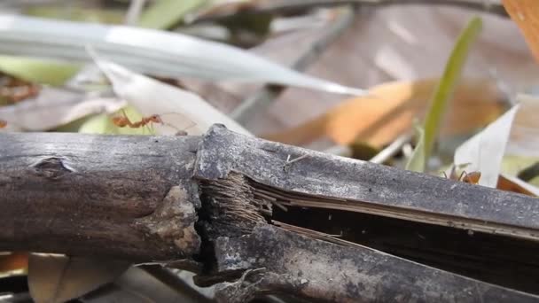 Hormigas Rojas Silvestres Hojas Secas Palos Moviéndose Naturaleza Del Bosque — Vídeos de Stock