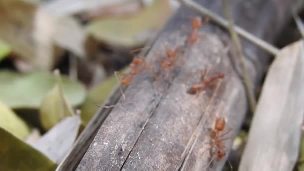 Vahşi Kırmızı Karıncalar Kuru Yaprağın Üzerinde Ormanda Hareket Ediyorlar Kırmızı — Stok video