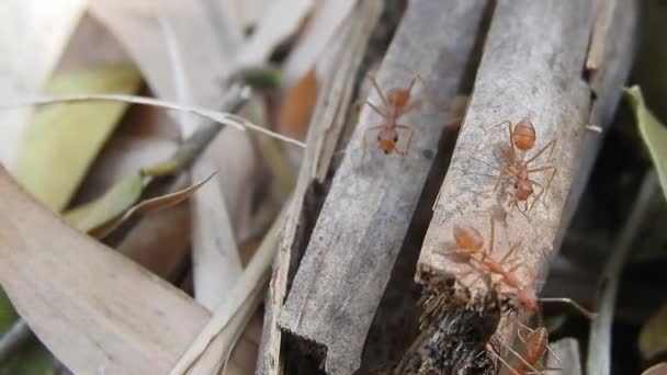 Wilde Rote Ameisen Auf Trockenen Blättern Auf Stöcken Die Sich — Stockvideo