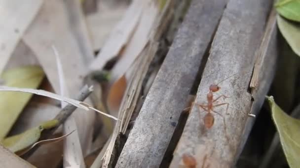 Divoké Červené Mravenci Suchém Listu Tyčinky Pohybující Lese Detailní Přírody — Stock video