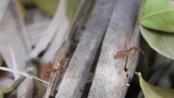 Drużyna Jedności Mostu Mrówek Akcja Mrówkami Zespół Jedności Mostu Mrówek — Wideo stockowe