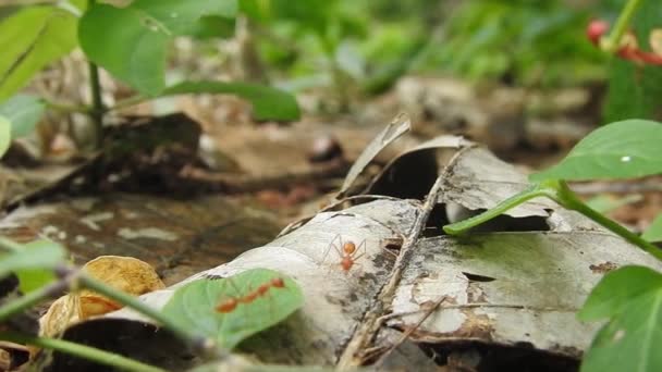 Ομάδα Ενότητος Του Αντ Μπριτζ Δράση Μυρμηγκιών Όρθια Ομάδα Ενότητας — Αρχείο Βίντεο