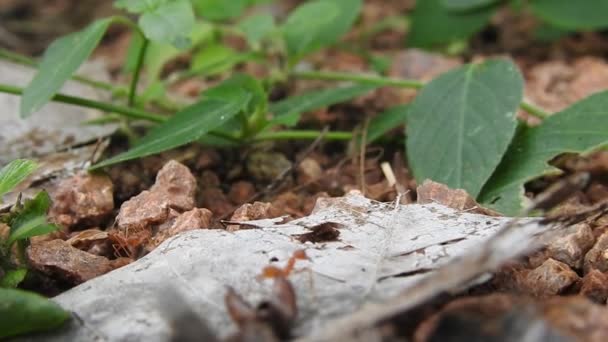 アントブリッジ団結チーム アリの行動が立っている アリ橋の団結チームは コンセプトチームが一緒に動作します 太陽の下では 赤いアリの巣 巨大な赤いアリは 自然の背景を持つマンゴーの緑の葉から作られた巣の上のアリの卵を保護します 葉切り機のマクロ映像が近い — ストック動画