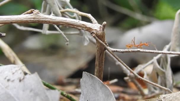 アントブリッジ団結チーム アリの行動が立っている アリ橋の団結チームは コンセプトチームが一緒に動作します 太陽の下では 赤いアリの巣 巨大な赤いアリは 自然の背景を持つマンゴーの緑の葉から作られた巣の上のアリの卵を保護します 葉切り機のマクロ映像が近い — ストック動画