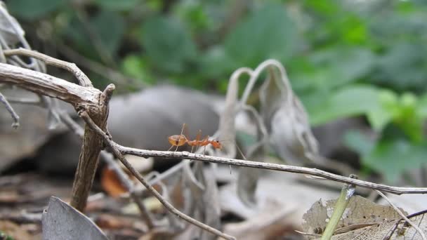Equipo Unidad Del Puente Hormigas Acción Hormigas Pie Equipo Unidad — Vídeo de stock