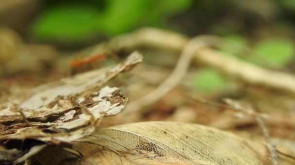 Karınca Köprüsü Birliği Takımı Karınca Hareketi Devam Ediyor Karınca Köprüsü — Stok video
