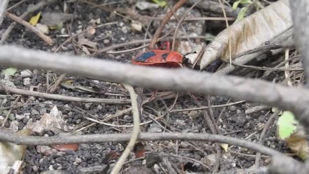 Лесной Жук Pentatoma Rufipes Вид Жука Щита Семействе Pentatomidae Широко — стоковое видео