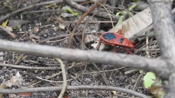 Chrząszcz Leśny Pentatoma Rufipes Gatunek Owada Tarczowego Rodziny Chrząszczykowatych Pentatomidae — Wideo stockowe