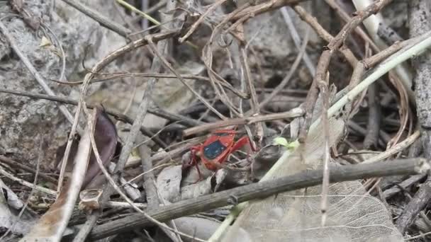 森林虫 Forest Bug或Red Legged Shieldbug 缩写为 Pentatoma Rufipes 是一种在欧洲大部分地区常见的盾虫 牠们栖息于森林 — 图库视频影像