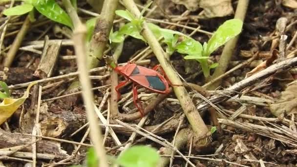 フォレスト Forest Bug またはレッド レッグ シールド Pentatoma Ruffes ヨーロッパのほとんどの地域で一般的に見られるペンタトマフィア科のシールド バグの一種である — ストック動画