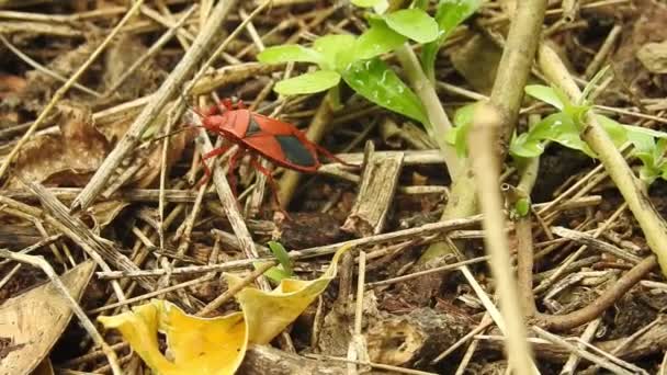 Έντομο Του Δάσους Κοκκινοπόδαρο Pentatoma Rufipes Είναι Ένα Είδος Εντόμου — Αρχείο Βίντεο