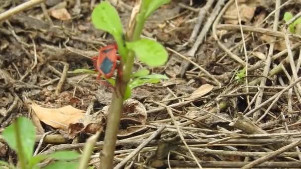 森林虫 Forest Bug或Red Legged Shieldbug 缩写为 Pentatoma Rufipes 是一种在欧洲大部分地区常见的盾虫 牠们栖息于森林 — 图库视频影像