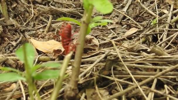 Forest Bug Red Leg Shieldbug Pentatoma Rufipes 일반적으로 대부분의 지역에서 — 비디오