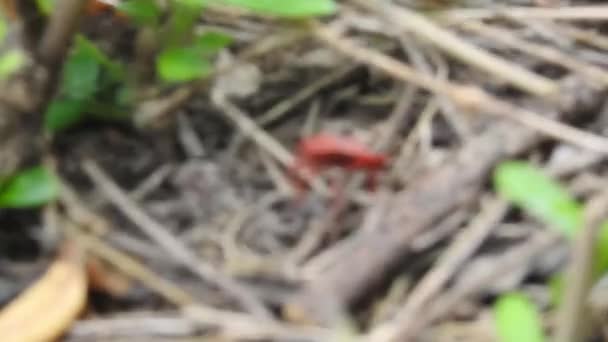 Pentatoma Rufipes Uma Espécie Insetos Coleópteros Polífagos Pertencente Família Pentatomidae — Vídeo de Stock