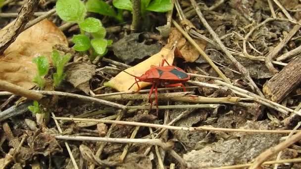 Orman Böceği Pentatoma Rufipes Pentatomidae Familyasından Avrupa Yaygın Olarak Görülen — Stok video