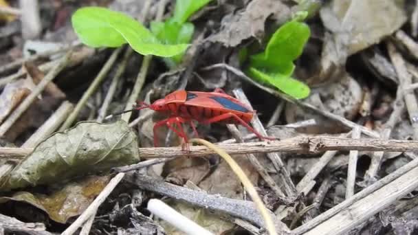 Erdei Bogár Vagy Vörös Lábú Pajzsgomb Pentatoma Rufipes Pentatomidae Családba — Stock videók