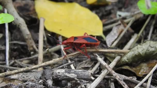 フォレスト Forest Bug またはレッド レッグ シールド Pentatoma Ruffes ヨーロッパのほとんどの地域で一般的に見られるペンタトマフィア科のシールド バグの一種である — ストック動画