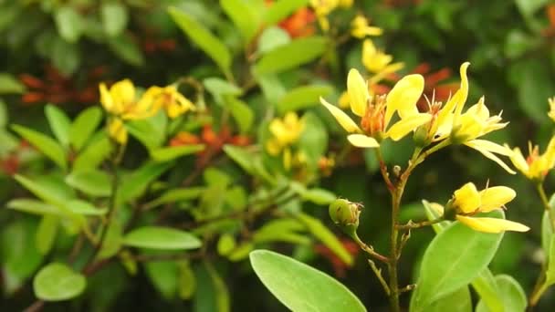 ルタは黄色の花を咲かせ 孤立した緑色の葉を背景にしています ラトカシ科ラトカシ属で バルカン半島原産で観賞用植物 薬オレンジ色のマクロの花にミツバチを咲かせます — ストック動画