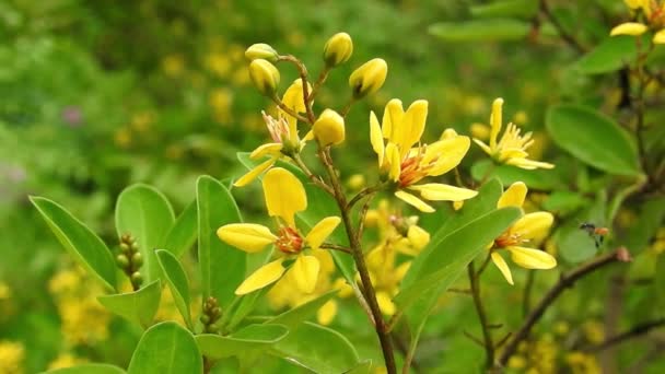 루타그라 Ruta Graveolens 고립된 꽃이다 Rutaceae Aka 은혜의 반도에서 자생하는 — 비디오