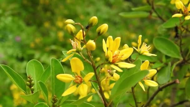 Ruta Graveolens Flor Amarilla Con Hojas Verdes Aisladas Fondo Bosque — Vídeos de Stock