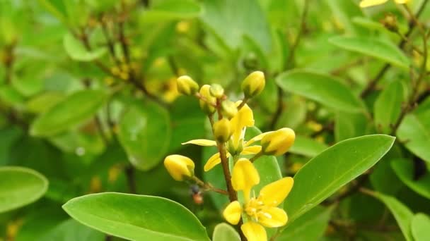 Ruta Graveolens Flor Amarilla Con Hojas Verdes Aisladas Fondo Bosque — Vídeo de stock
