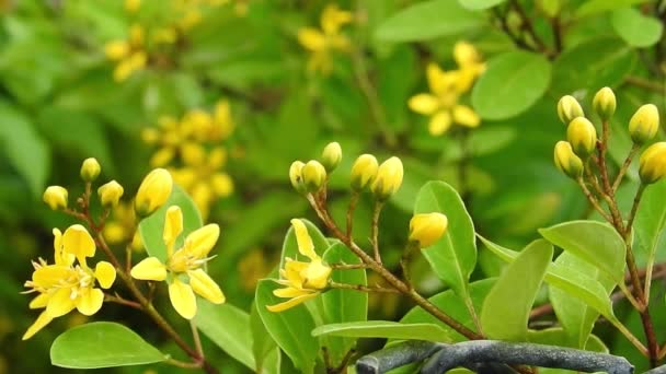 Ruta Graveolens Yellow Flower Isolated Green Leaves Background Forest Family — Stock Video