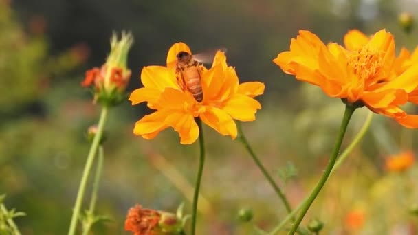 오렌지 매크로 날아다니는 꿀벌은 꽃에서 꽃가루를 모은다 배경으로 날아다니는 벌들은 — 비디오