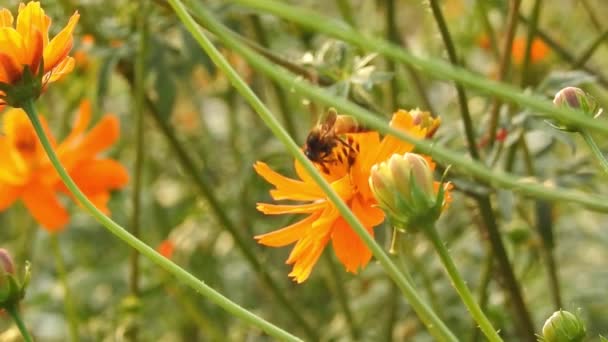 Μέλισσα Πορτοκαλί Λουλούδι Μακροεντολή Ιπτάμενη Μέλισσα Συλλογή Γύρη Στο Κίτρινο — Αρχείο Βίντεο