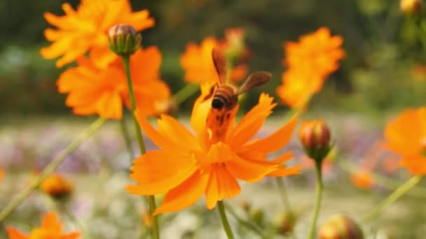 Медова Бджола Апельсиновій Макроквітці Літаюча Медова Бджола Збирає Пилок Жовтій — стокове відео
