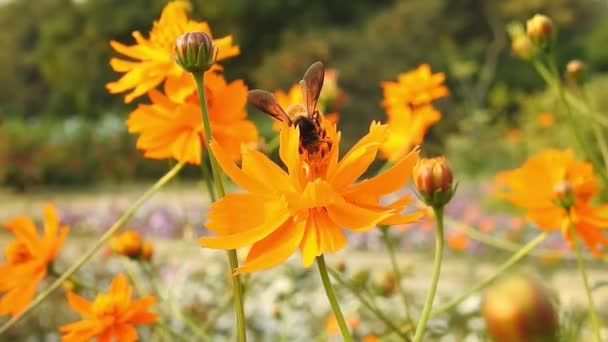 蜜蜂在橙色的大花上采蜜 蜜蜂在黄色的花上采蜜 蜜蜂在黄色的花朵上盘旋 背景模糊不清 蜜蜂在美丽的黄色花朵上采集花粉 蜜蜂在黄花上采蜜 蜜蜂在采蜜 — 图库视频影像