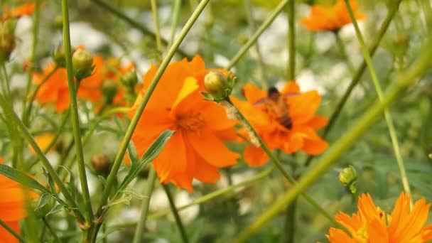 Honungsbi Orange Makroblomma Flygande Honungsbi Som Samlar Pollen Vid Gul — Stockvideo