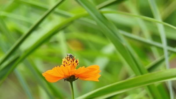 Méhecske Narancssárga Makrovirágon Repülő Méhecske Virágport Gyűjt Sárga Virágnál Méhecske — Stock videók