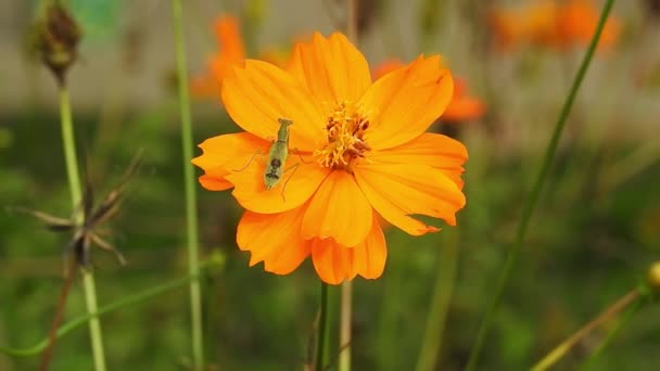 Miód Pszczoła Pomarańczowy Makro Kwiat Latający Miód Pszczoła Zbieranie Pyłek — Wideo stockowe