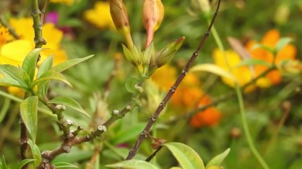 Honigbiene Auf Orangefarbener Makroblüte Fliegende Honigbiene Sammelt Pollen Gelber Blüte — Stockvideo