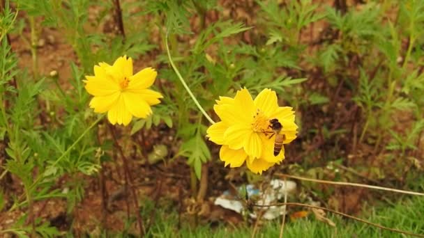 Großaufnahme Einer Honigbiene Die Nektarpollen Sammelt Bienen Zeitlupe Begegnung Mit — Stockvideo