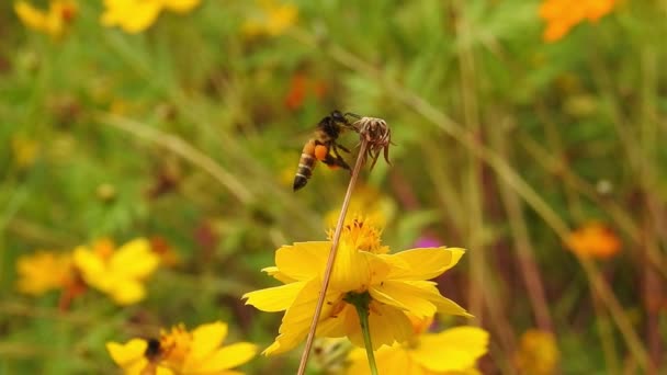 Zbliżenie Jednej Pszczoły Miodnej Zbierającej Pyłek Nektaru Zwolnione Tempo Pszczoły — Wideo stockowe