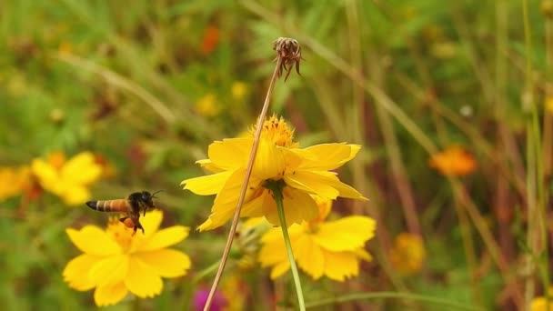 Detailní Záběr Jedné Včely Sbírající Nektarový Pyl Zpomalené Včely Setkání — Stock video