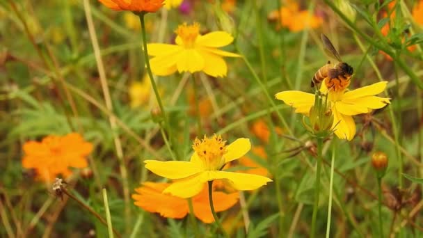 Zbliżenie Jednej Pszczoły Miodnej Zbierającej Pyłek Nektaru Zwolnione Tempo Pszczoły — Wideo stockowe