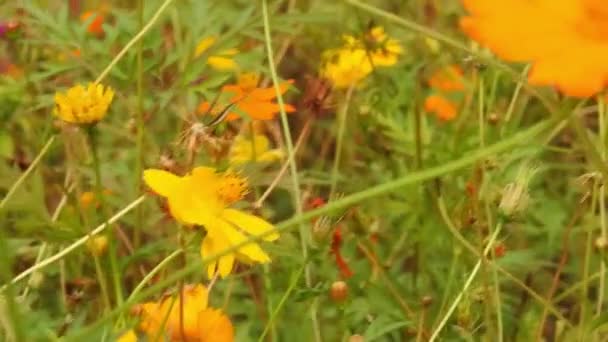 Großaufnahme Einer Honigbiene Die Nektarpollen Sammelt Bienen Zeitlupe Begegnung Mit — Stockvideo