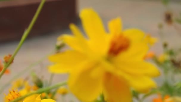 Honigbiene Sammelt Pollen Von Zitrusorangenblüten Schwebfliegen Florfliegen Oder Fliegen Insektenfamilie — Stockvideo