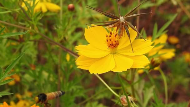 Pszczoła Miodna Zbiera Pyłek Owoców Cytrusowych Kwiat Pomarańczy Kwiaty Poduszki — Wideo stockowe